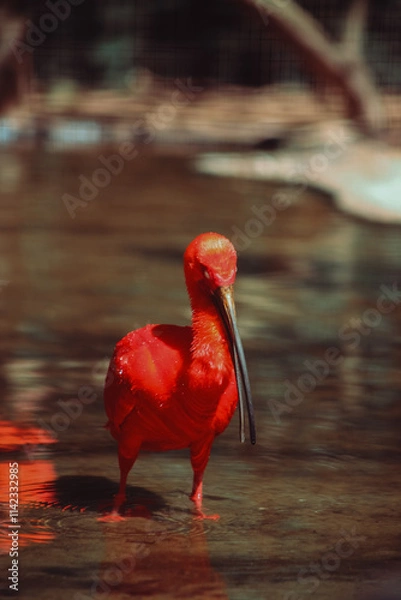 Fototapeta passaro vermelho