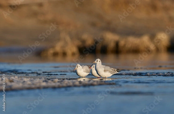 Fototapeta ユリカモメ