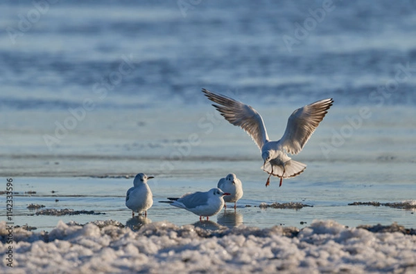 Fototapeta ユリカモメ