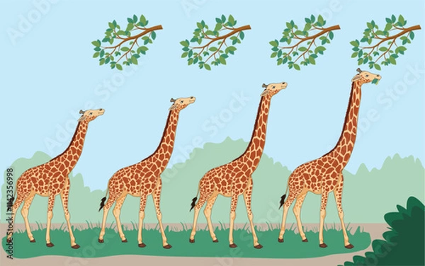 Fototapeta Lamarck's theory suggests organisms adapt traits through use and inheritance. Giraffes' long necks evolved as they stretched to reach high leaves, passing the trait to offspring.