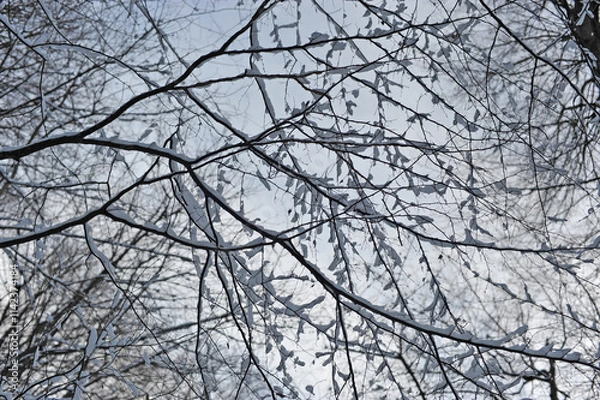 Obraz Winter landscape in the forest