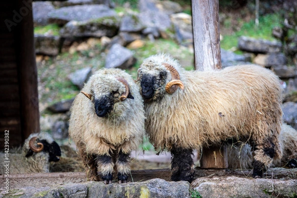 Obraz sheep in a pasture