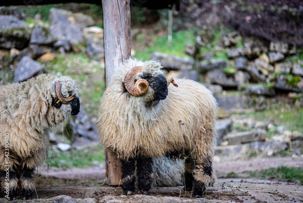 Obraz sheep in the field