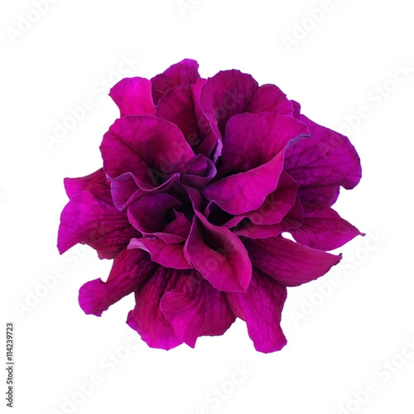 Obraz Purple petunia isolated on white background