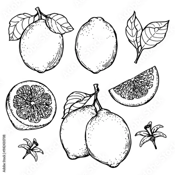 Obraz Lemon set sketch ink graphic illustration, draft silhouette drawing, black on white line art. Botanical vintage etching food design.