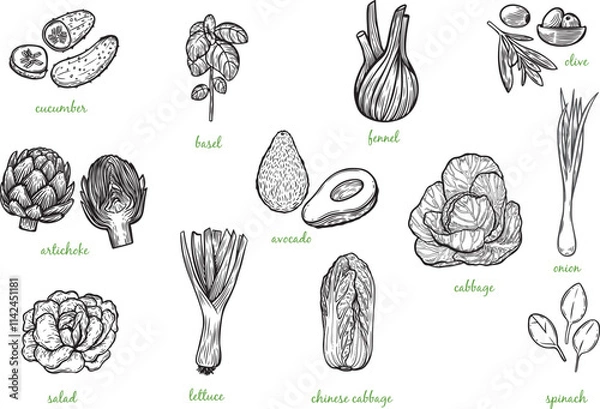 Obraz Green vegetables line drawing collection isolated on white background.