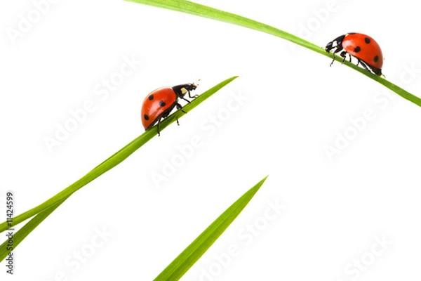 Obraz Two ladybird on meeting