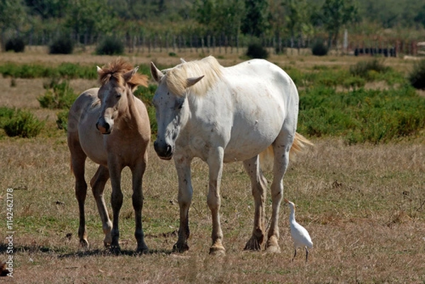 Fototapeta Cheval race Camarguais, Héron garde boeufs,, Bubulcus ibis, Western Cattle , Camargue