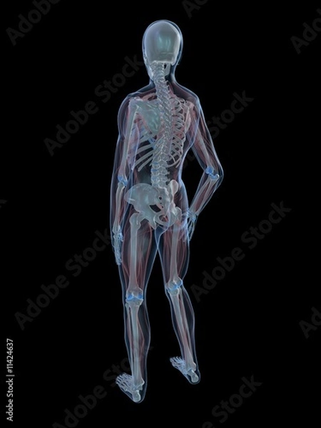 Fototapeta rückansicht eines skeletts mit transparenten muskeln