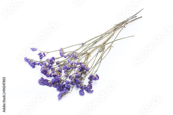 Obraz statice flower on white background