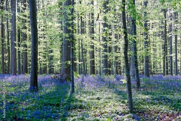 Fototapeta Spring scene of Hallerbos, the "Blue Forest" in Halle, Belgium. A delicate sea of bluebell blossoms blankets the forest floor, their vibrant hues contrasting with the green foliage of tall beech trees