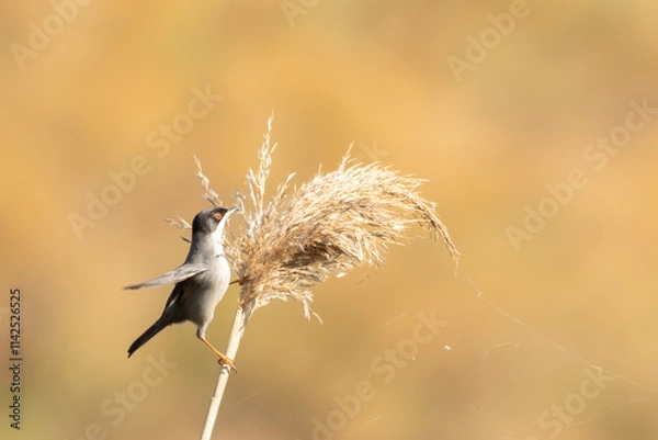 Fototapeta curruca cabecinegra macho