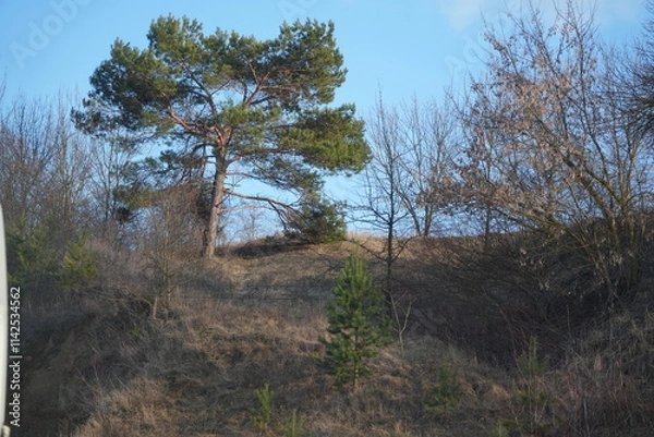 Obraz trees in the forest