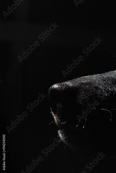 Obraz hocico de perro negro