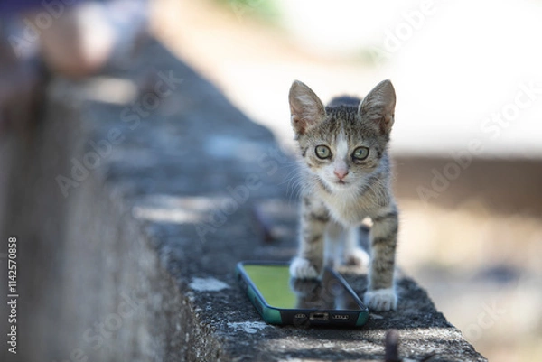 Obraz Outdoor shot of a curious stray kitten in summer. The small feline explores its surroundings with wide eyes, capturing a moment of innocence and natural curiosity.