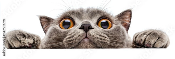 Obraz Curious cat with big eyes peeking over surface