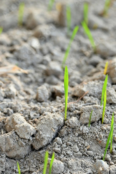 Fototapeta closeup the ripe green soil wheat stitch plant growing with leaves in the farm field with clay soft focus natural green brown background.