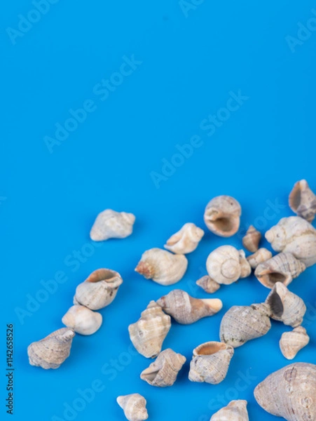 Obraz shells on a bright background