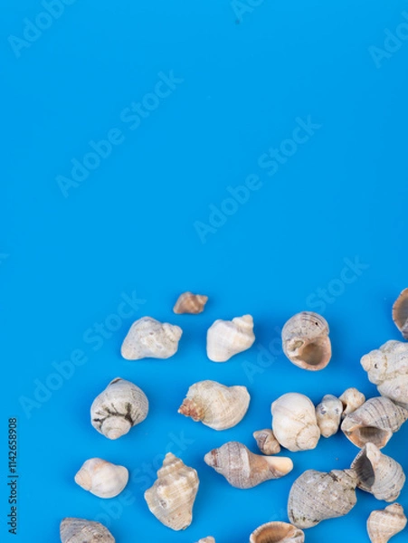 Obraz shells on a bright background