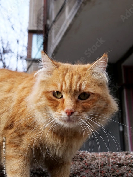 Fototapeta portrait of a yellow stray cat
