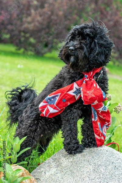 Obraz Dog in red scarf with stars