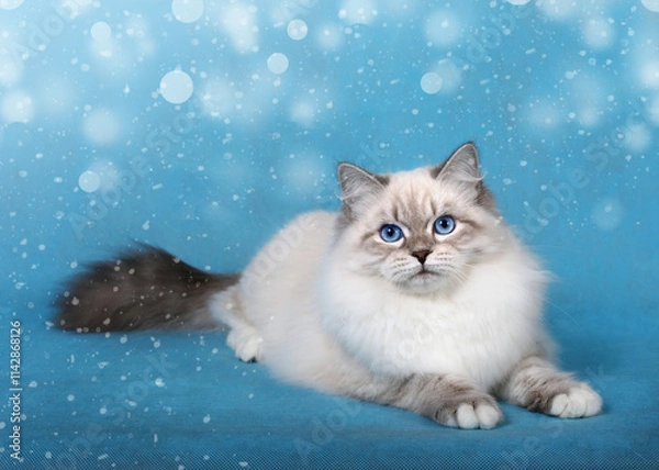 Obraz Siberian cat on blue background in winter holidays