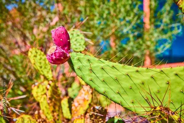 Fototapeta Prickly Pear Cactus with Magenta Fruit Close-Up in Desert Light