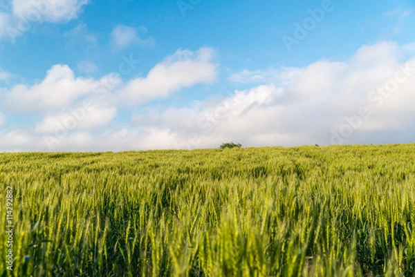 Fototapeta 小麦畑