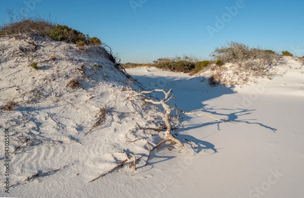 Fototapeta Driftwood on sand dunes path to ocean  in Pensacola, Florida