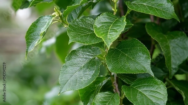 Obraz A close up of a tree branch with green leaves