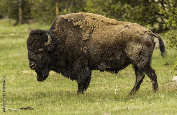Fototapeta Bison pee pee in the field of green grass at Yellowstone 