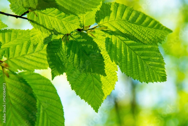Fototapeta green leaves over green background