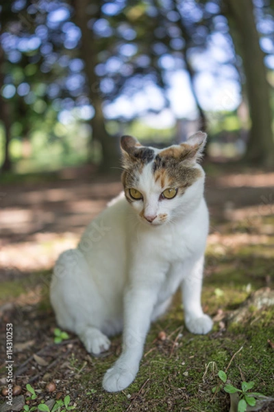Fototapeta ６月のミケっち