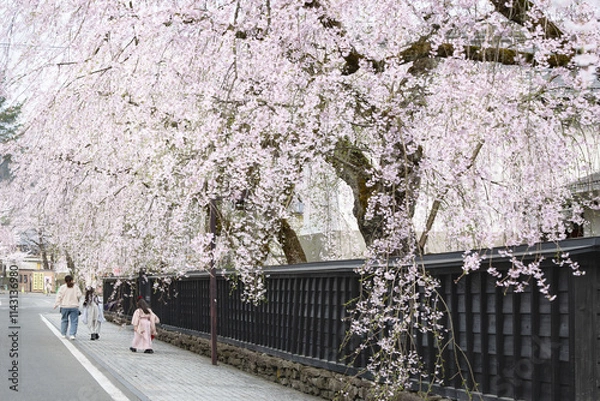 Obraz 日本角館武家屋敷通りの満開の桜