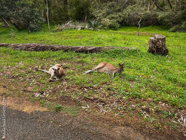 Obraz Kangaroos relaxing in the grass