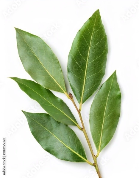 Fototapeta Green bay leaves clustering on slender branch, highlighting fresh aromatic herbs against crisp white background