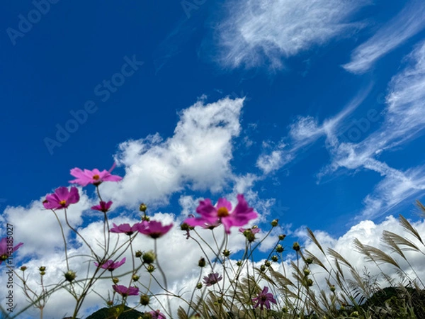 Obraz flowers in the sky