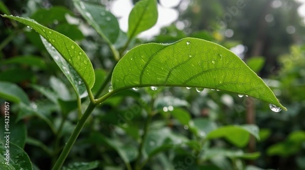 Fototapeta Leaf With Raindrops Close-Up