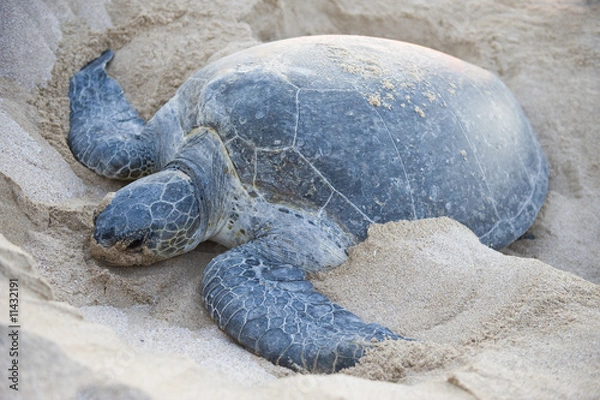 Fototapeta Endangered Green Back turtle