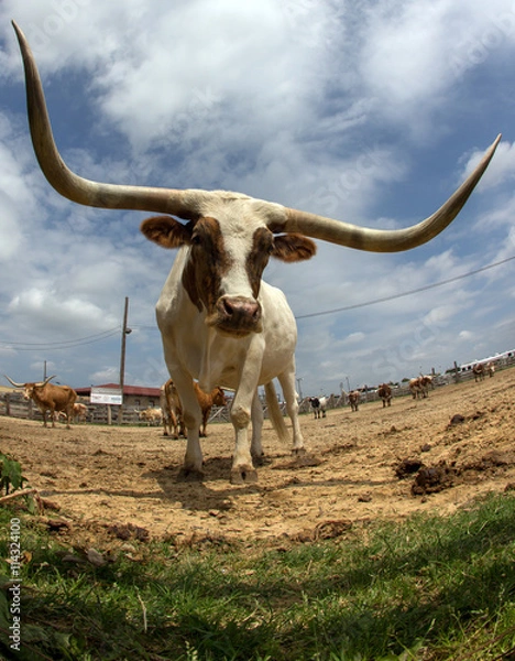 Obraz Longhorn
