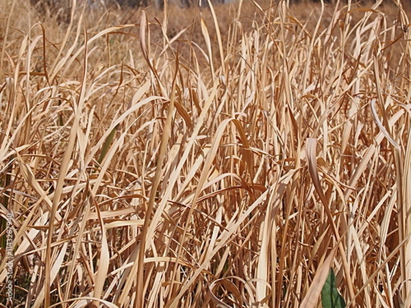 Obraz 枯れたチガヤの背景素材
