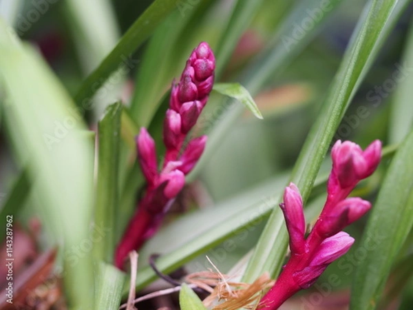 Obraz キチジョウソウの蕾の生態写真