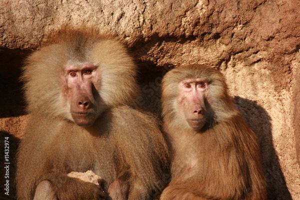 Obraz two baboons
