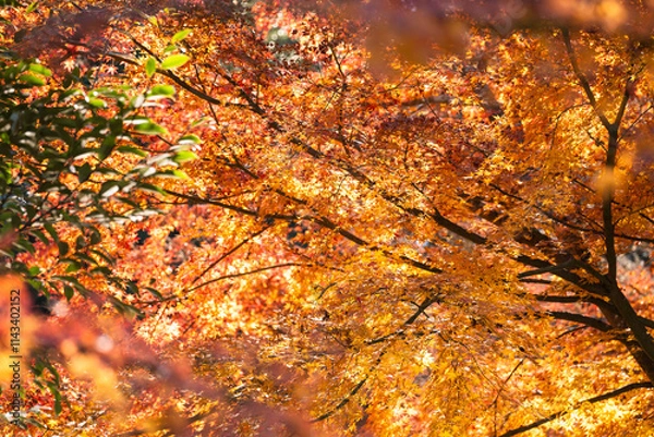 Fototapeta 季節を感じる色鮮やかな紅葉　成田山公園