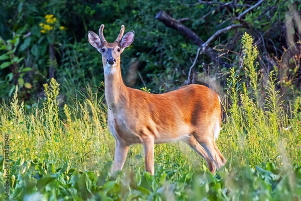 Obraz white-tail deer