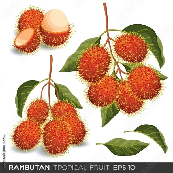 Obraz Rambutan Fruit Vector Isolated