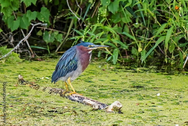 Obraz green heron