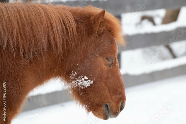 Obraz 寒さに耐える子馬