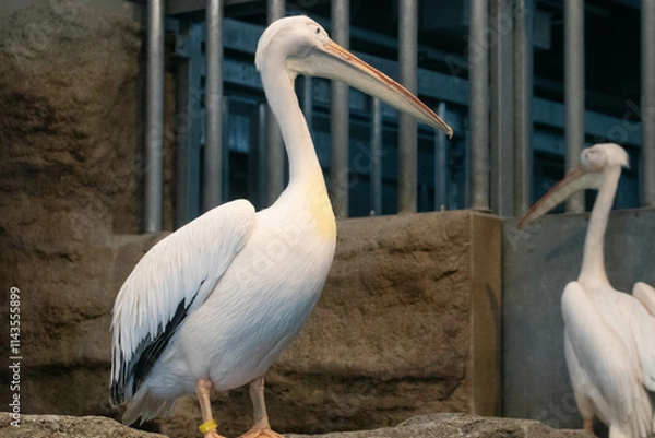 Obraz 佇むモモイロペリカン