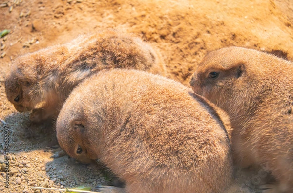 Obraz プレーリードッグ団子